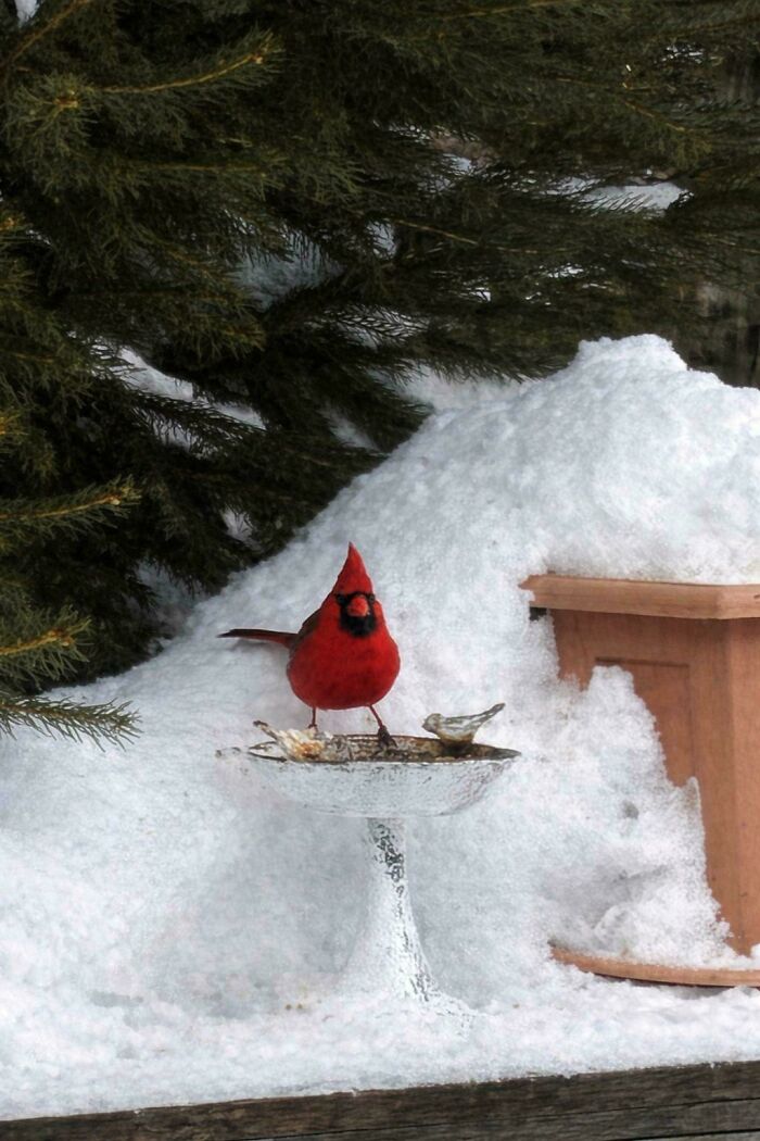 73 High-Quality Pics Showing Animals In All Their Glory