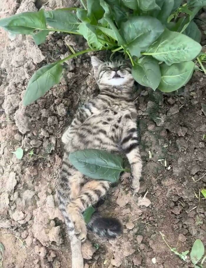 111 Times People Took A Photograph Only To Realize They’d Captured A Renaissance Masterpiece (New Pics) 111 Times People Took A Photograph Only To Realize They’d Captured A Renaissance Masterpiece (New Pics)