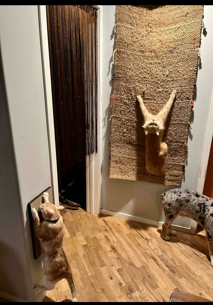 111 Times People Took A Photograph Only To Realize They’d Captured A Renaissance Masterpiece (New Pics) 111 Times People Took A Photograph Only To Realize They’d Captured A Renaissance Masterpiece (New Pics)