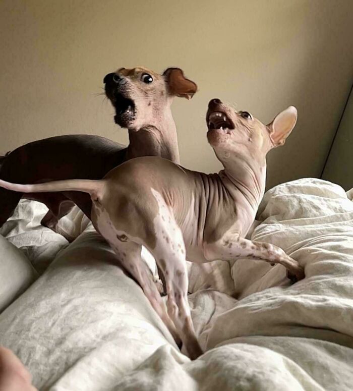 111 Times People Took A Photograph Only To Realize They’d Captured A Renaissance Masterpiece (New Pics) 111 Times People Took A Photograph Only To Realize They’d Captured A Renaissance Masterpiece (New Pics)