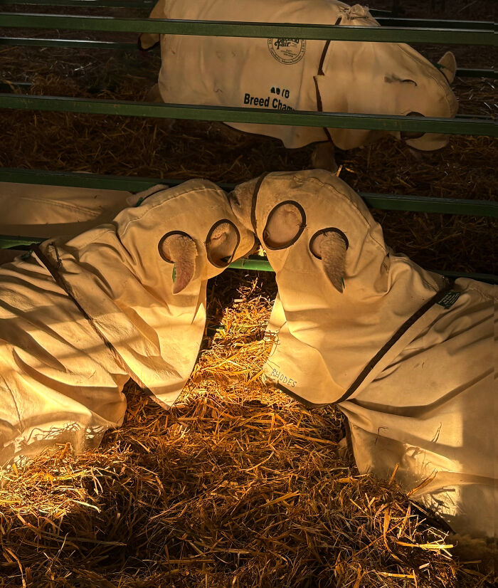 111 Times People Took A Photograph Only To Realize They’d Captured A Renaissance Masterpiece (New Pics) 111 Times People Took A Photograph Only To Realize They’d Captured A Renaissance Masterpiece (New Pics)