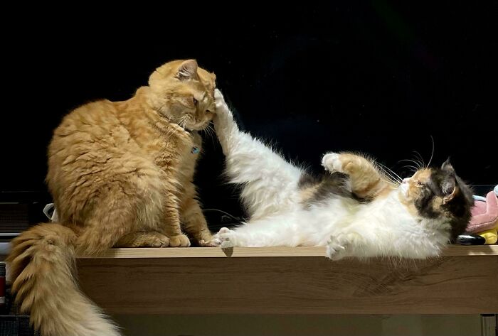 111 Times People Took A Photograph Only To Realize They’d Captured A Renaissance Masterpiece (New Pics) 111 Times People Took A Photograph Only To Realize They’d Captured A Renaissance Masterpiece (New Pics)