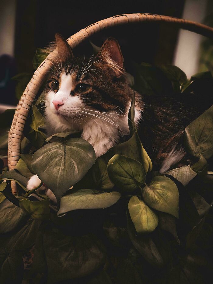 111 Times People Took A Photograph Only To Realize They’d Captured A Renaissance Masterpiece (New Pics) 111 Times People Took A Photograph Only To Realize They’d Captured A Renaissance Masterpiece (New Pics)