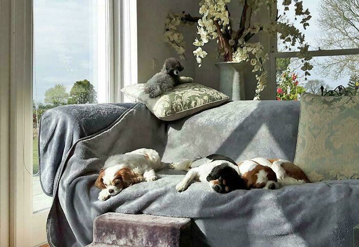 111 Times People Took A Photograph Only To Realize They’d Captured A Renaissance Masterpiece (New Pics) 111 Times People Took A Photograph Only To Realize They’d Captured A Renaissance Masterpiece (New Pics)