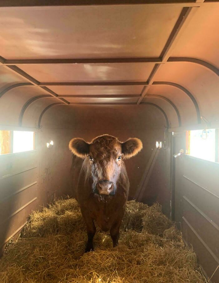 111 Times People Took A Photograph Only To Realize They’d Captured A Renaissance Masterpiece (New Pics) 111 Times People Took A Photograph Only To Realize They’d Captured A Renaissance Masterpiece (New Pics)