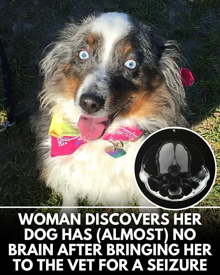 50 Incredible Stories Shared By ‘We Rate Dogs’ That Might Make You Laugh And Cry 50 Incredible Stories Shared By ‘We Rate Dogs’ That Might Make You Laugh And Cry