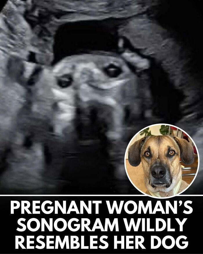 50 Incredible Stories Shared By ‘We Rate Dogs’ That Might Make You Laugh And Cry 50 Incredible Stories Shared By ‘We Rate Dogs’ That Might Make You Laugh And Cry