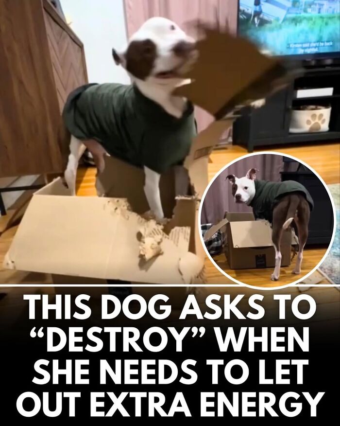 50 Incredible Stories Shared By ‘We Rate Dogs’ That Might Make You Laugh And Cry 50 Incredible Stories Shared By ‘We Rate Dogs’ That Might Make You Laugh And Cry