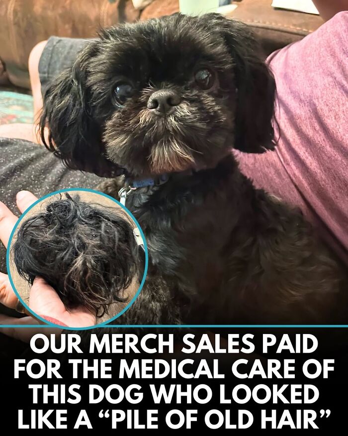 50 Incredible Stories Shared By ‘We Rate Dogs’ That Might Make You Laugh And Cry 50 Incredible Stories Shared By ‘We Rate Dogs’ That Might Make You Laugh And Cry