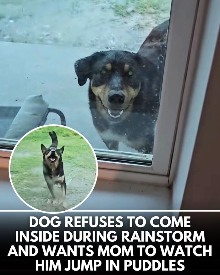 50 Incredible Stories Shared By ‘We Rate Dogs’ That Might Make You Laugh And Cry 50 Incredible Stories Shared By ‘We Rate Dogs’ That Might Make You Laugh And Cry