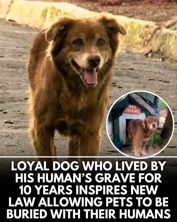 50 Incredible Stories Shared By ‘We Rate Dogs’ That Might Make You Laugh And Cry 50 Incredible Stories Shared By ‘We Rate Dogs’ That Might Make You Laugh And Cry
