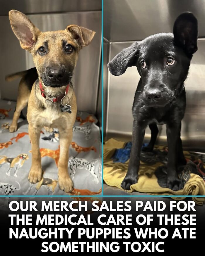 50 Incredible Stories Shared By ‘We Rate Dogs’ That Might Make You Laugh And Cry 50 Incredible Stories Shared By ‘We Rate Dogs’ That Might Make You Laugh And Cry