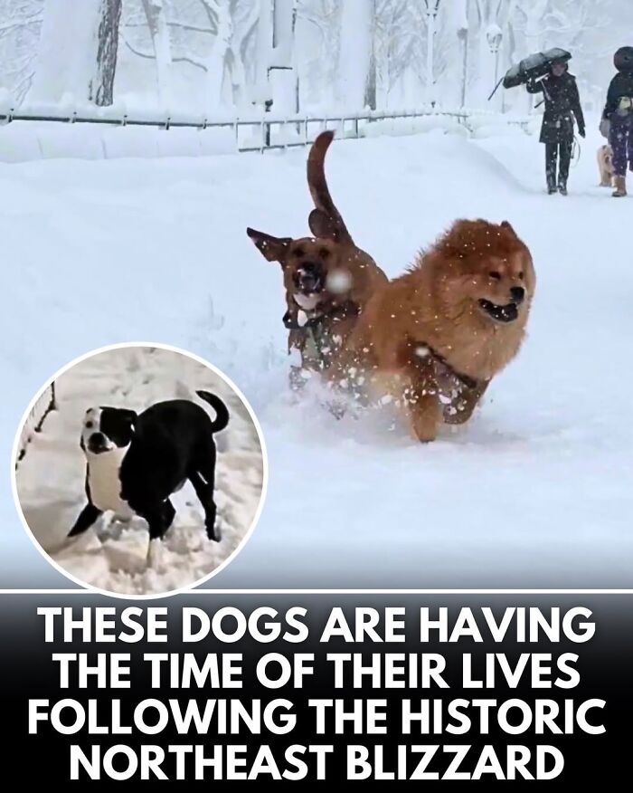 50 Incredible Stories Shared By ‘We Rate Dogs’ That Might Make You Laugh And Cry 50 Incredible Stories Shared By ‘We Rate Dogs’ That Might Make You Laugh And Cry