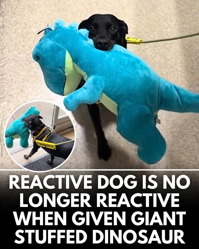 50 Incredible Stories Shared By ‘We Rate Dogs’ That Might Make You Laugh And Cry 50 Incredible Stories Shared By ‘We Rate Dogs’ That Might Make You Laugh And Cry