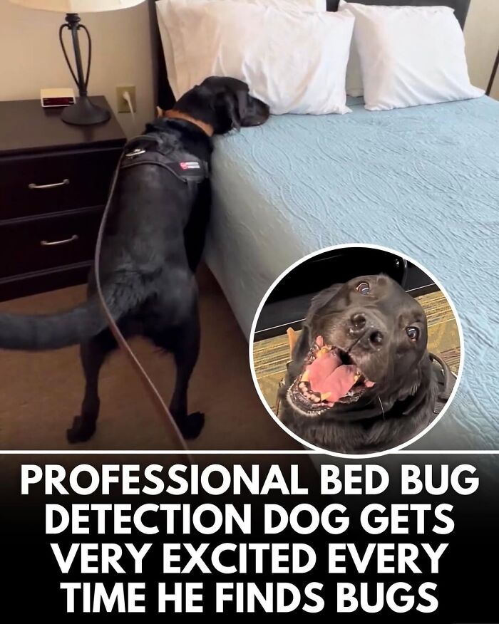 50 Incredible Stories Shared By ‘We Rate Dogs’ That Might Make You Laugh And Cry 50 Incredible Stories Shared By ‘We Rate Dogs’ That Might Make You Laugh And Cry