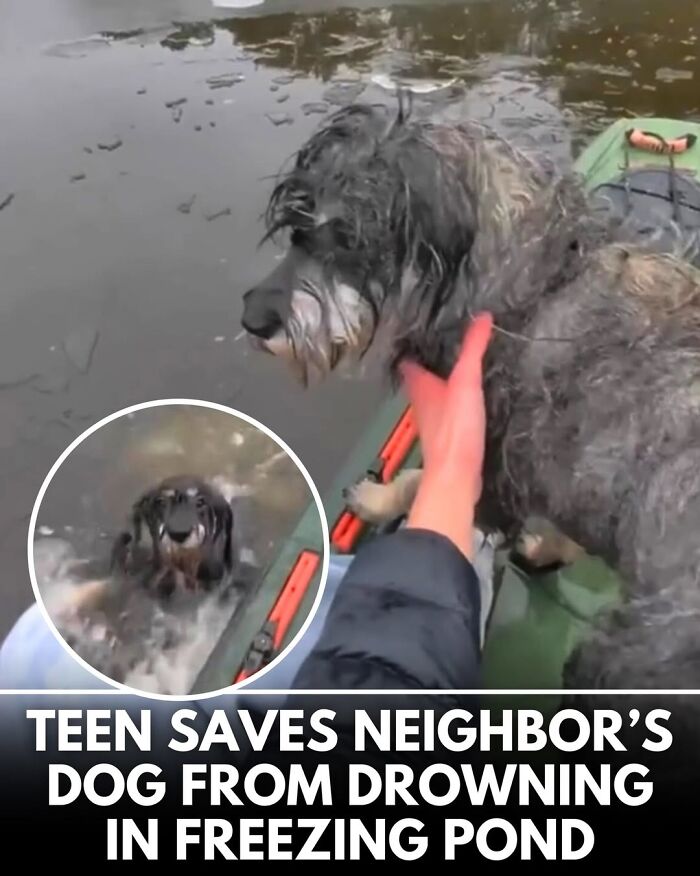 50 Incredible Stories Shared By ‘We Rate Dogs’ That Might Make You Laugh And Cry 50 Incredible Stories Shared By ‘We Rate Dogs’ That Might Make You Laugh And Cry