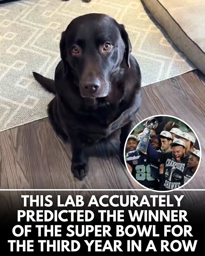 50 Incredible Stories Shared By ‘We Rate Dogs’ That Might Make You Laugh And Cry 50 Incredible Stories Shared By ‘We Rate Dogs’ That Might Make You Laugh And Cry