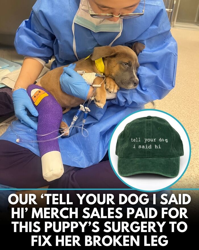 50 Incredible Stories Shared By ‘We Rate Dogs’ That Might Make You Laugh And Cry 50 Incredible Stories Shared By ‘We Rate Dogs’ That Might Make You Laugh And Cry