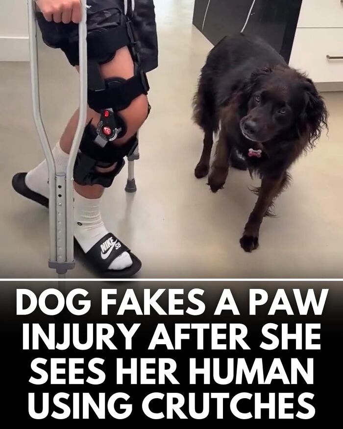 50 Incredible Stories Shared By ‘We Rate Dogs’ That Might Make You Laugh And Cry 50 Incredible Stories Shared By ‘We Rate Dogs’ That Might Make You Laugh And Cry