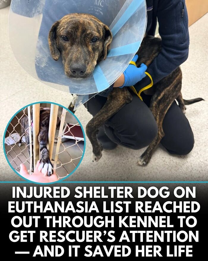 50 Incredible Stories Shared By ‘We Rate Dogs’ That Might Make You Laugh And Cry 50 Incredible Stories Shared By ‘We Rate Dogs’ That Might Make You Laugh And Cry