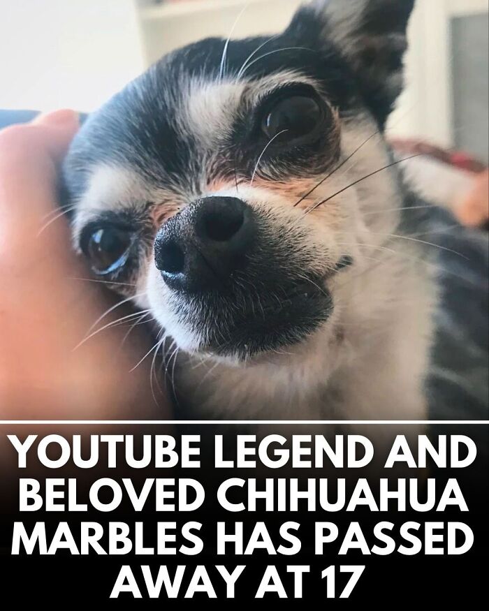 50 Incredible Stories Shared By ‘We Rate Dogs’ That Might Make You Laugh And Cry 50 Incredible Stories Shared By ‘We Rate Dogs’ That Might Make You Laugh And Cry