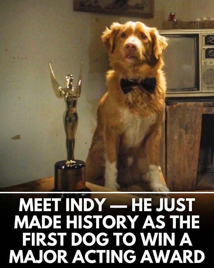 50 Incredible Stories Shared By ‘We Rate Dogs’ That Might Make You Laugh And Cry 50 Incredible Stories Shared By ‘We Rate Dogs’ That Might Make You Laugh And Cry