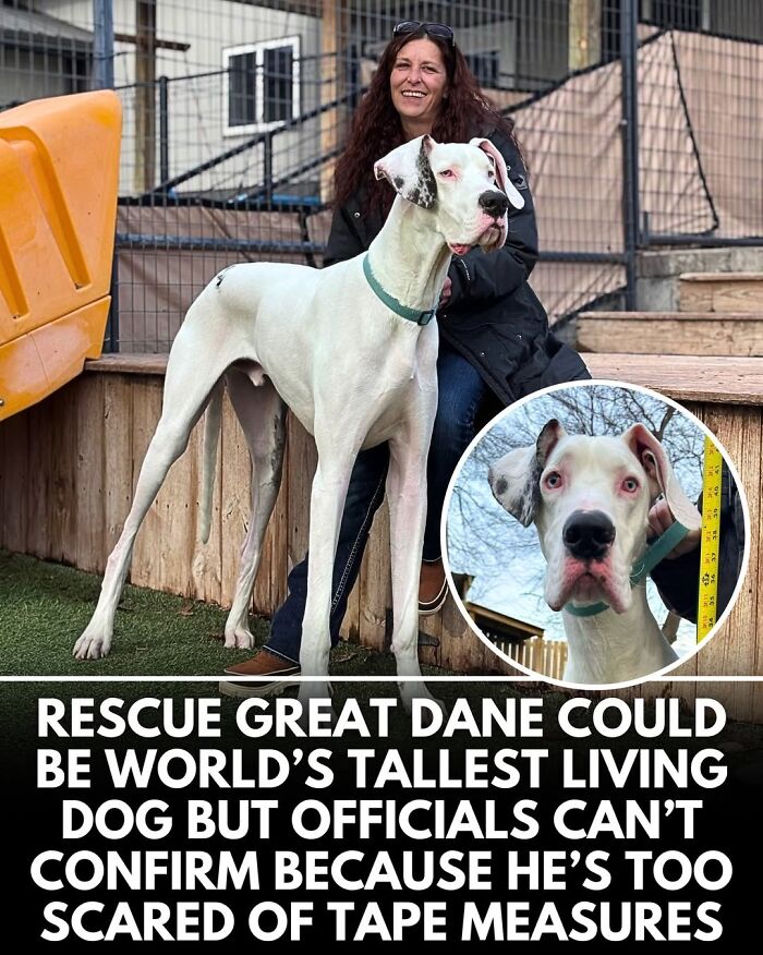 50 Incredible Stories Shared By ‘We Rate Dogs’ That Might Make You Laugh And Cry 50 Incredible Stories Shared By ‘We Rate Dogs’ That Might Make You Laugh And Cry