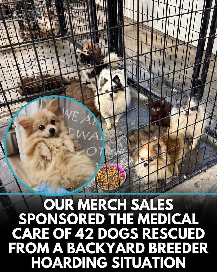 50 Incredible Stories Shared By ‘We Rate Dogs’ That Might Make You Laugh And Cry 50 Incredible Stories Shared By ‘We Rate Dogs’ That Might Make You Laugh And Cry