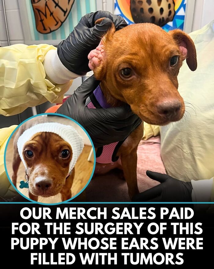 50 Incredible Stories Shared By ‘We Rate Dogs’ That Might Make You Laugh And Cry 50 Incredible Stories Shared By ‘We Rate Dogs’ That Might Make You Laugh And Cry