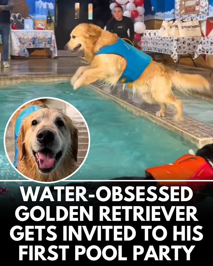 50 Incredible Stories Shared By ‘We Rate Dogs’ That Might Make You Laugh And Cry 50 Incredible Stories Shared By ‘We Rate Dogs’ That Might Make You Laugh And Cry