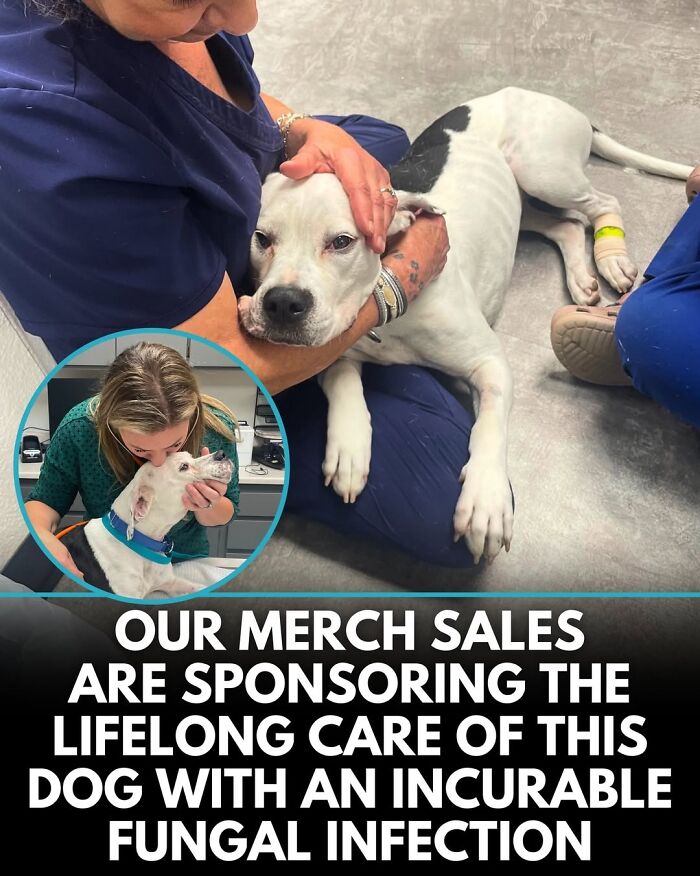 50 Incredible Stories Shared By ‘We Rate Dogs’ That Might Make You Laugh And Cry 50 Incredible Stories Shared By ‘We Rate Dogs’ That Might Make You Laugh And Cry