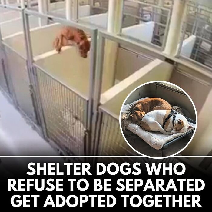 50 Incredible Stories Shared By ‘We Rate Dogs’ That Might Make You Laugh And Cry 50 Incredible Stories Shared By ‘We Rate Dogs’ That Might Make You Laugh And Cry