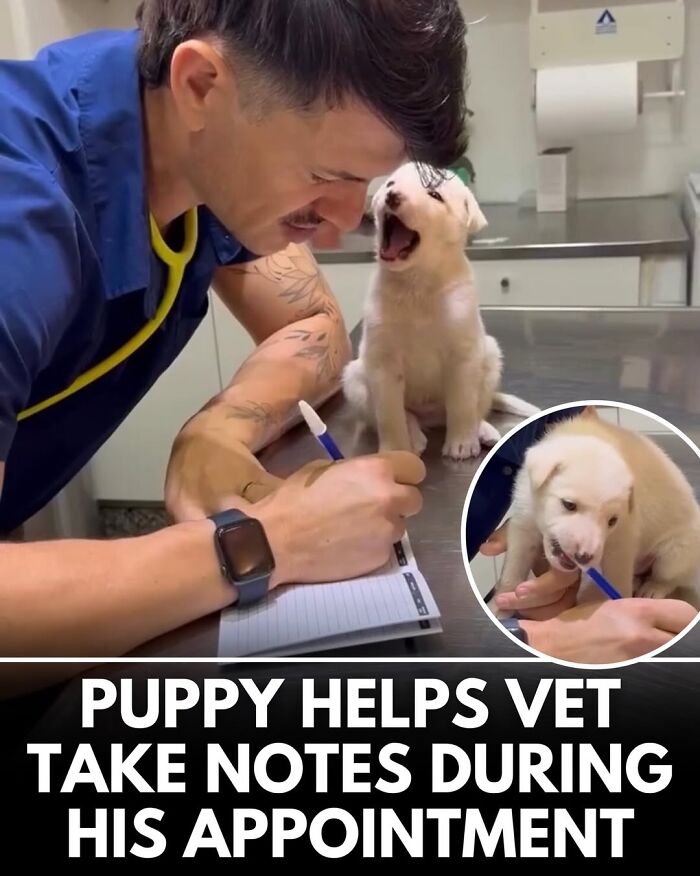 50 Incredible Stories Shared By ‘We Rate Dogs’ That Might Make You Laugh And Cry 50 Incredible Stories Shared By ‘We Rate Dogs’ That Might Make You Laugh And Cry