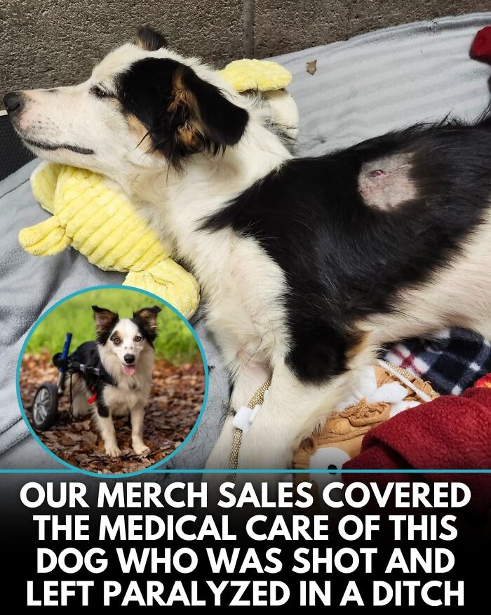 50 Incredible Stories Shared By ‘We Rate Dogs’ That Might Make You Laugh And Cry 50 Incredible Stories Shared By ‘We Rate Dogs’ That Might Make You Laugh And Cry