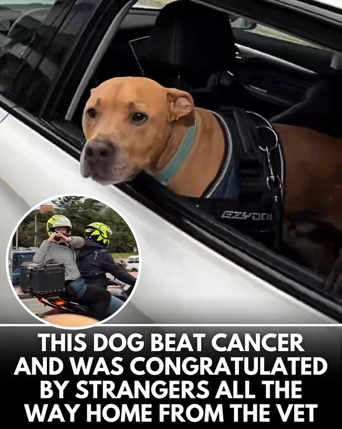 50 Incredible Stories Shared By ‘We Rate Dogs’ That Might Make You Laugh And Cry 50 Incredible Stories Shared By ‘We Rate Dogs’ That Might Make You Laugh And Cry