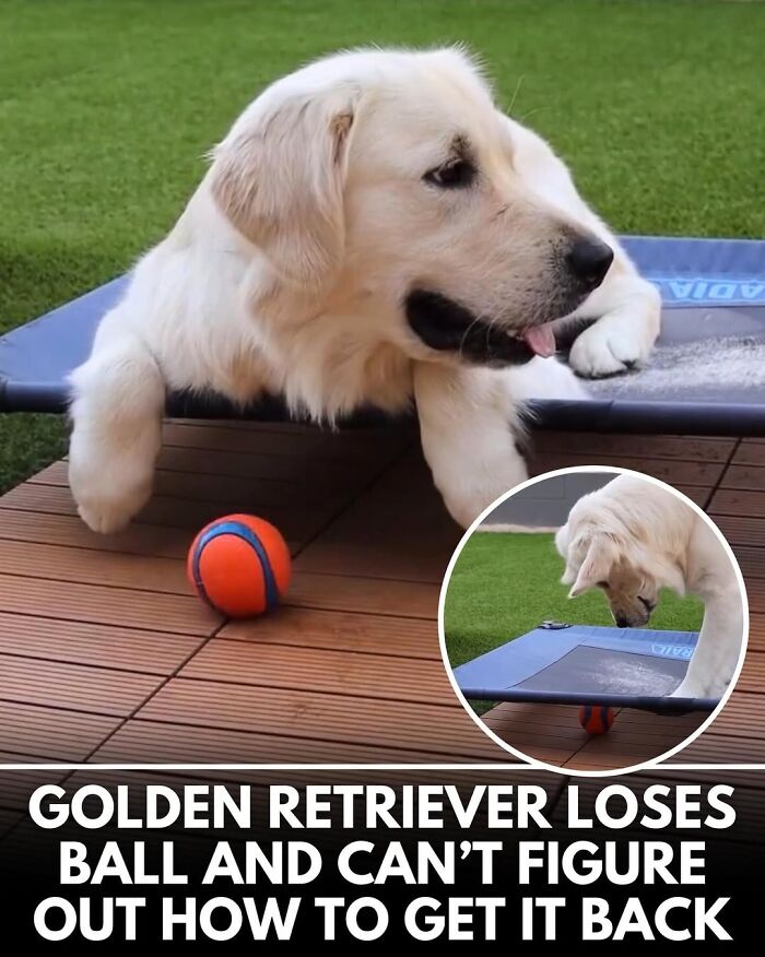 50 Incredible Stories Shared By ‘We Rate Dogs’ That Might Make You Laugh And Cry 50 Incredible Stories Shared By ‘We Rate Dogs’ That Might Make You Laugh And Cry