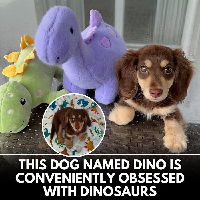 50 Incredible Stories Shared By ‘We Rate Dogs’ That Might Make You Laugh And Cry 50 Incredible Stories Shared By ‘We Rate Dogs’ That Might Make You Laugh And Cry