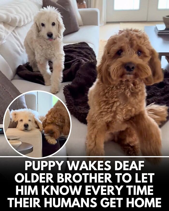 50 Incredible Stories Shared By ‘We Rate Dogs’ That Might Make You Laugh And Cry 50 Incredible Stories Shared By ‘We Rate Dogs’ That Might Make You Laugh And Cry