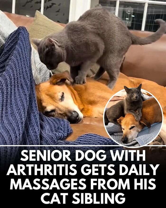 50 Incredible Stories Shared By ‘We Rate Dogs’ That Might Make You Laugh And Cry 50 Incredible Stories Shared By ‘We Rate Dogs’ That Might Make You Laugh And Cry