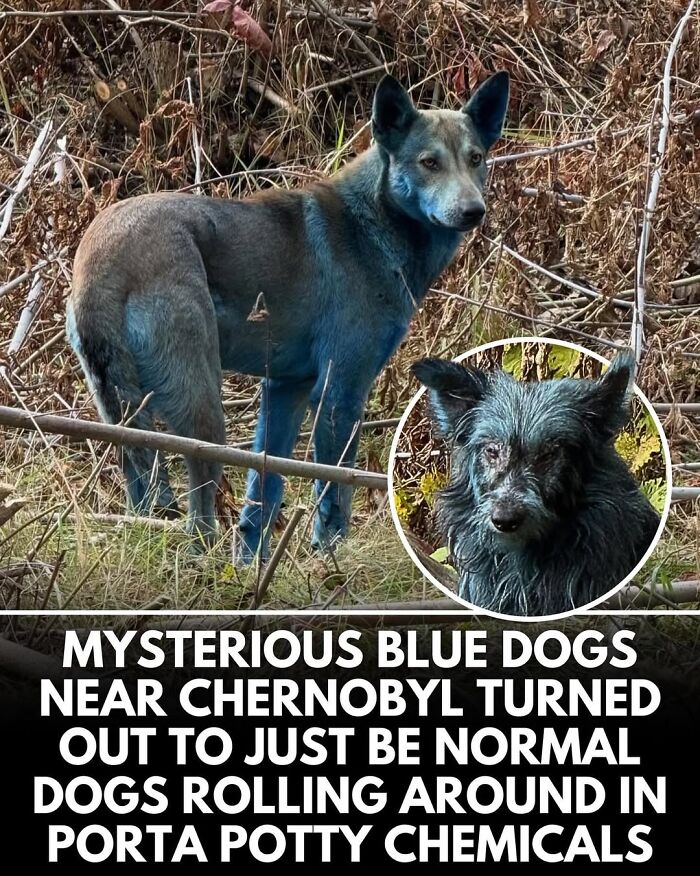 50 Incredible Stories Shared By ‘We Rate Dogs’ That Might Make You Laugh And Cry 50 Incredible Stories Shared By ‘We Rate Dogs’ That Might Make You Laugh And Cry