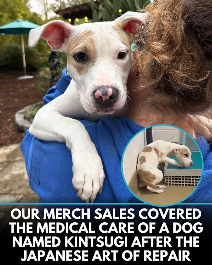 50 Incredible Stories Shared By ‘We Rate Dogs’ That Might Make You Laugh And Cry 50 Incredible Stories Shared By ‘We Rate Dogs’ That Might Make You Laugh And Cry