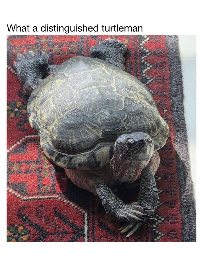 This Instagram Page Shares 50 Wholesome Animal Memes That Are Pure Serotonin This Instagram Page Shares 50 Wholesome Animal Memes That Are Pure Serotonin