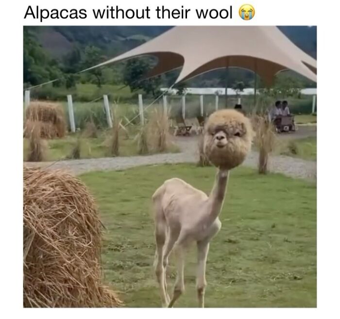 This Instagram Page Shares 50 Wholesome Animal Memes That Are Pure Serotonin This Instagram Page Shares 50 Wholesome Animal Memes That Are Pure Serotonin