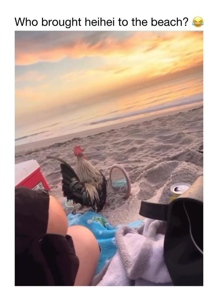 This Instagram Page Shares 50 Wholesome Animal Memes That Are Pure Serotonin This Instagram Page Shares 50 Wholesome Animal Memes That Are Pure Serotonin