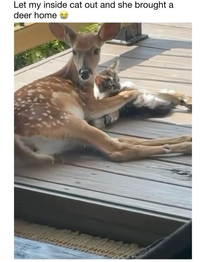 This Instagram Page Shares 50 Wholesome Animal Memes That Are Pure Serotonin This Instagram Page Shares 50 Wholesome Animal Memes That Are Pure Serotonin