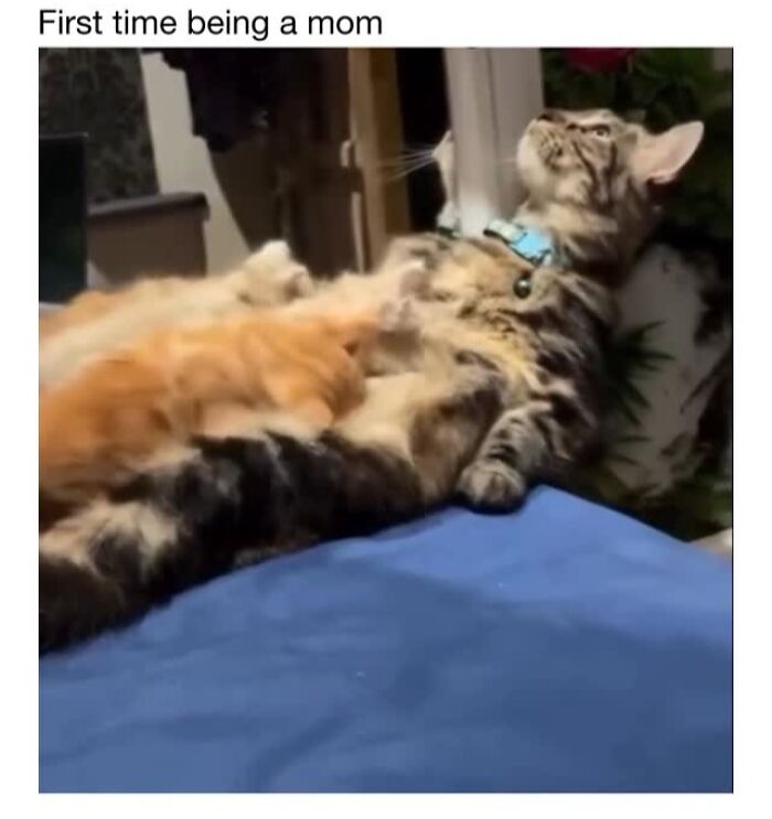 This Instagram Page Shares 50 Wholesome Animal Memes That Are Pure Serotonin This Instagram Page Shares 50 Wholesome Animal Memes That Are Pure Serotonin