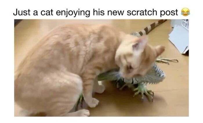 This Instagram Page Shares 50 Wholesome Animal Memes That Are Pure Serotonin This Instagram Page Shares 50 Wholesome Animal Memes That Are Pure Serotonin