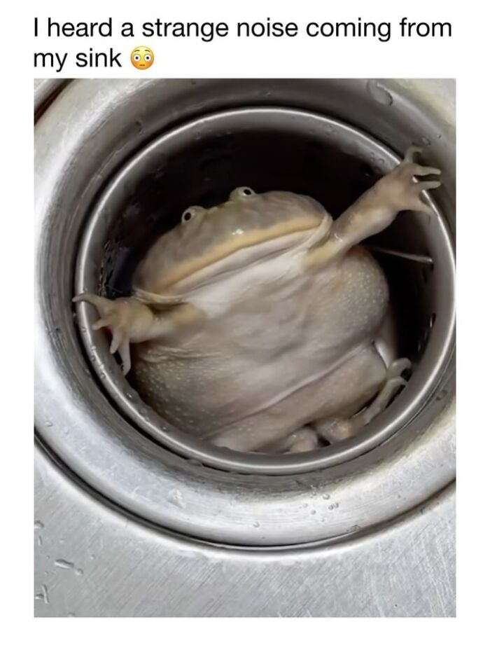 This Instagram Page Shares 50 Wholesome Animal Memes That Are Pure Serotonin This Instagram Page Shares 50 Wholesome Animal Memes That Are Pure Serotonin