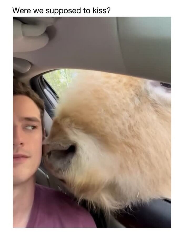 This Instagram Page Shares 50 Wholesome Animal Memes That Are Pure Serotonin This Instagram Page Shares 50 Wholesome Animal Memes That Are Pure Serotonin