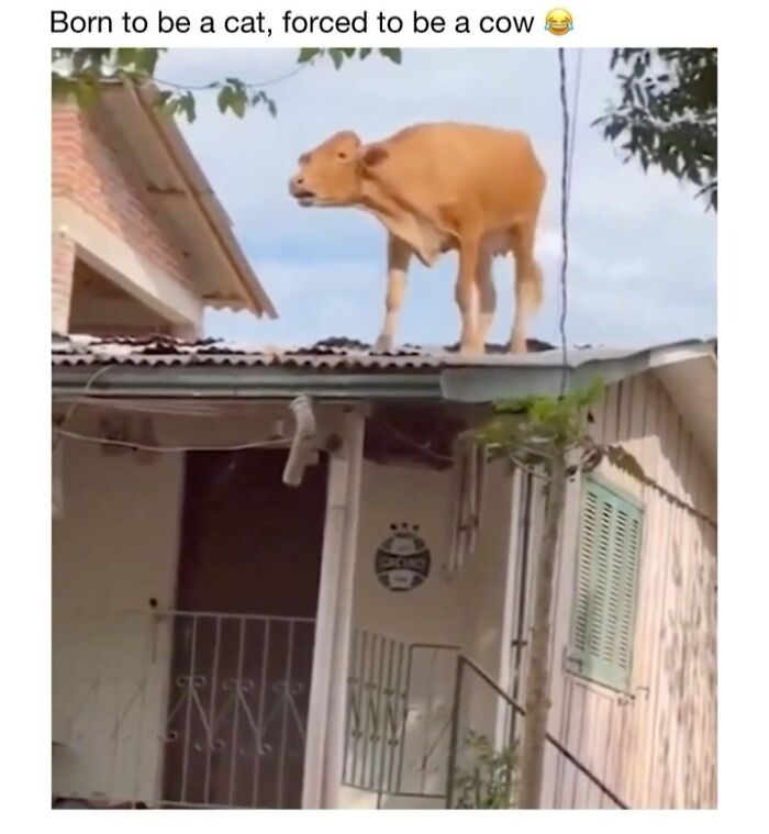 This Instagram Page Shares 50 Wholesome Animal Memes That Are Pure Serotonin This Instagram Page Shares 50 Wholesome Animal Memes That Are Pure Serotonin